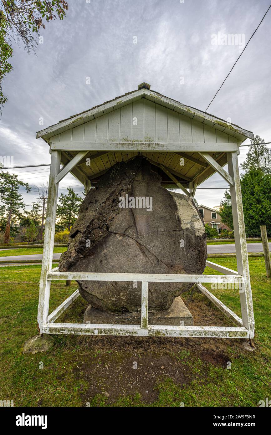Tree Slab nel parco cittadino di Coupeville su Whidbey Island Foto Stock