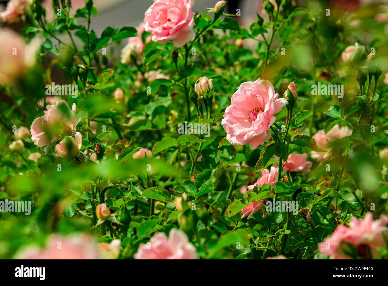 una bella rosa rosa-arancio che fiorisce in un giardino di strada, è circondata da altre rose e foglie verdi Foto Stock