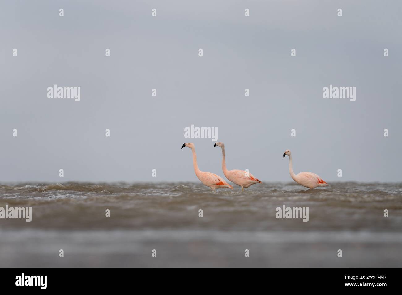 I fenicotteri cileni sono alla ricerca di cibo sulla costa argentina. Gregge di fenicotteri nell'oceano. Uccello rosa con collo lungo. Foto Stock