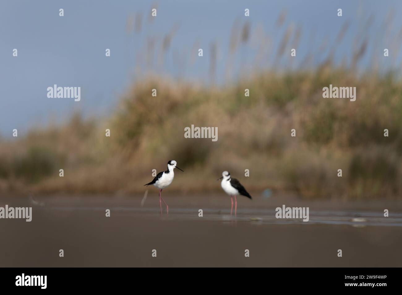 Palafitta bianca sulla costa argentina. L'Himantopus melanurus sta cercando cibo nel fango. Uccello bianco e nero con lunghe gambe rosse. Foto Stock