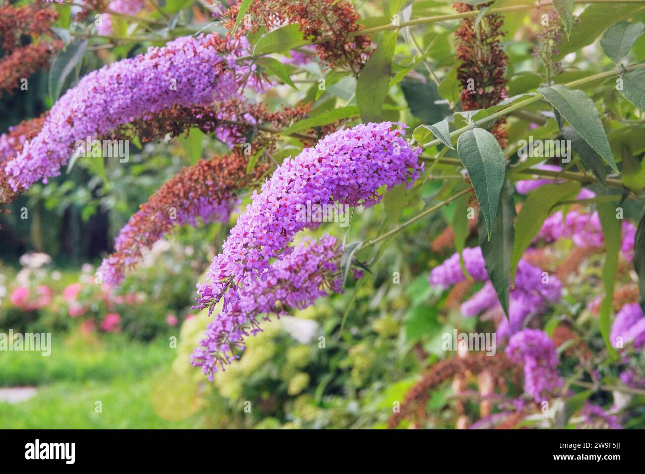 Bubbleja cresce accanto agli edifici residenziali sulla costa. Paesaggi estivi in viaggio. Fiori in fiore di viola. Foto Stock