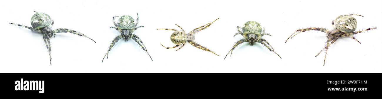 Ragno arabesco dell'orbita - Neoscona arabesca uno dei ragni tessitori di sfere più comuni in tutto il Nord America. Cinque viste isolate su bianco Foto Stock