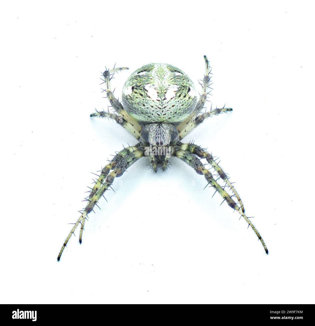 Ragno arabesco dell'orbita - Neoscona arabesca uno dei ragni tessitori di sfere più comuni in tutto il Nord America. isolato su sfondo bianco Foto Stock