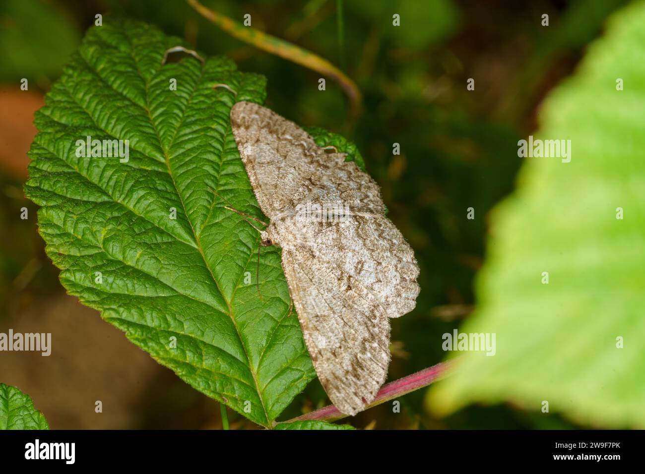 Hypomecis punctinalis famiglia Geometridae genere Hypomecis pale quercia bellezza falena natura selvaggia insetti carta da parati, foto, fotografia Foto Stock