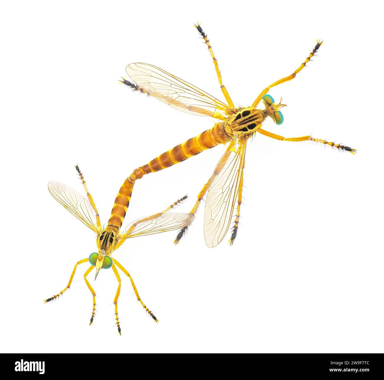 Coppia di rapinatori maschi e femmine mosche rapinatori o mosche rapinatori - Diogmites esuriens - nella famiglia degli Asilidae isolati su fondo bianco dorsa superiore Foto Stock