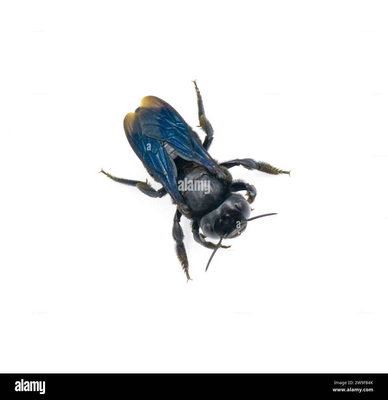 carpenter mimic leafcutter bee - Megachile xylocopoides - deve il suo nome alla sua somiglianza superficiale con il genere Xylocopa. iridec blu nero Foto Stock