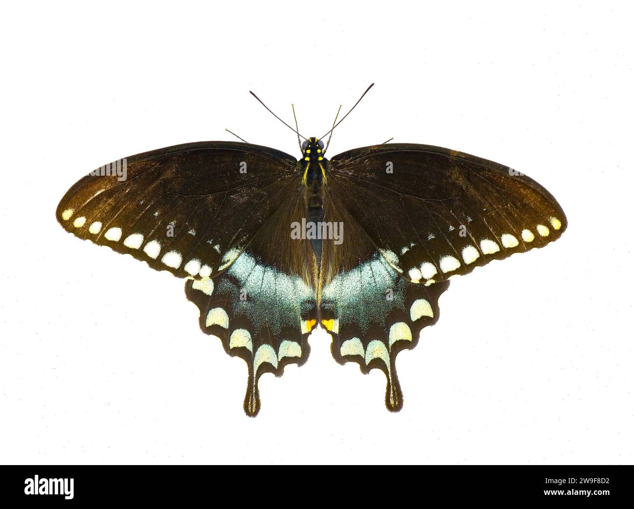 La coda di rondine a coda di rondine o la farfalla nuvolosa verde - Papilio troilus ilioneus - la sottospecie della penisola della Florida isolata su sfondo bianco Foto Stock