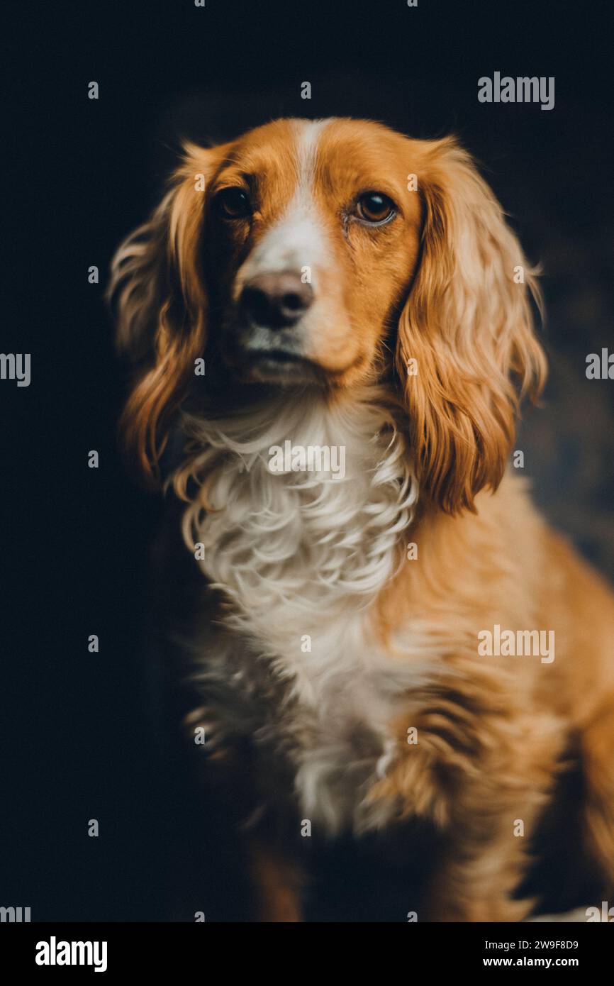 Cane, inglese Cocker Spaniel, grazioso ritratto Regal Studio, USA Foto Stock