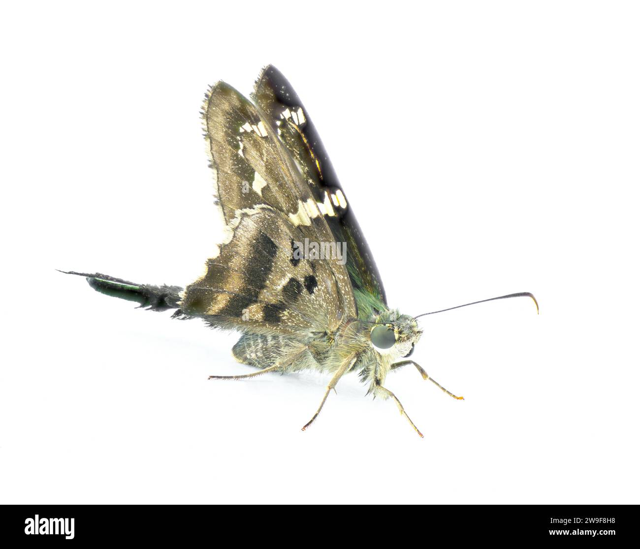 Skipper dalla coda lunga o frullatore di fagioli - Urbanus proteus - grande farfalla grigia, nera con torace blu verde comune nel sud-est degli Stati Uniti Foto Stock