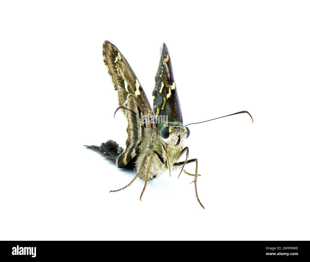 Skipper dalla coda lunga o frullatore di fagioli - Urbanus proteus - grande farfalla grigia, nera con torace blu verde comune nel sud-est degli Stati Uniti Foto Stock