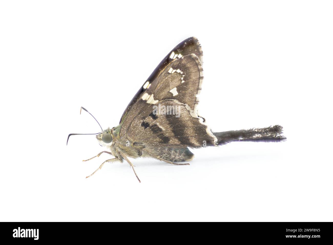 Skipper dalla coda lunga o frullatore di fagioli - Urbanus proteus - grande farfalla grigia, nera con torace blu verde comune nel sud-est degli Stati Uniti Foto Stock
