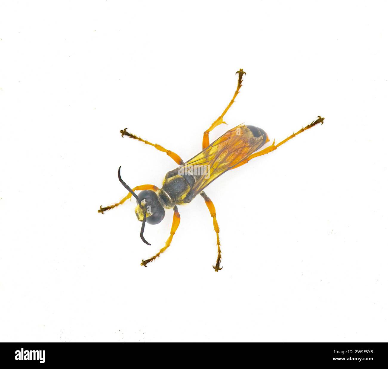Vespa a vita con fili, vespa a sabbia o vespa a scavatrice - Sphex dorsalis - scavare tane con prede di insetti vivi paralizzati, deporre un uovo per fargli mangiare un po' di larva Foto Stock