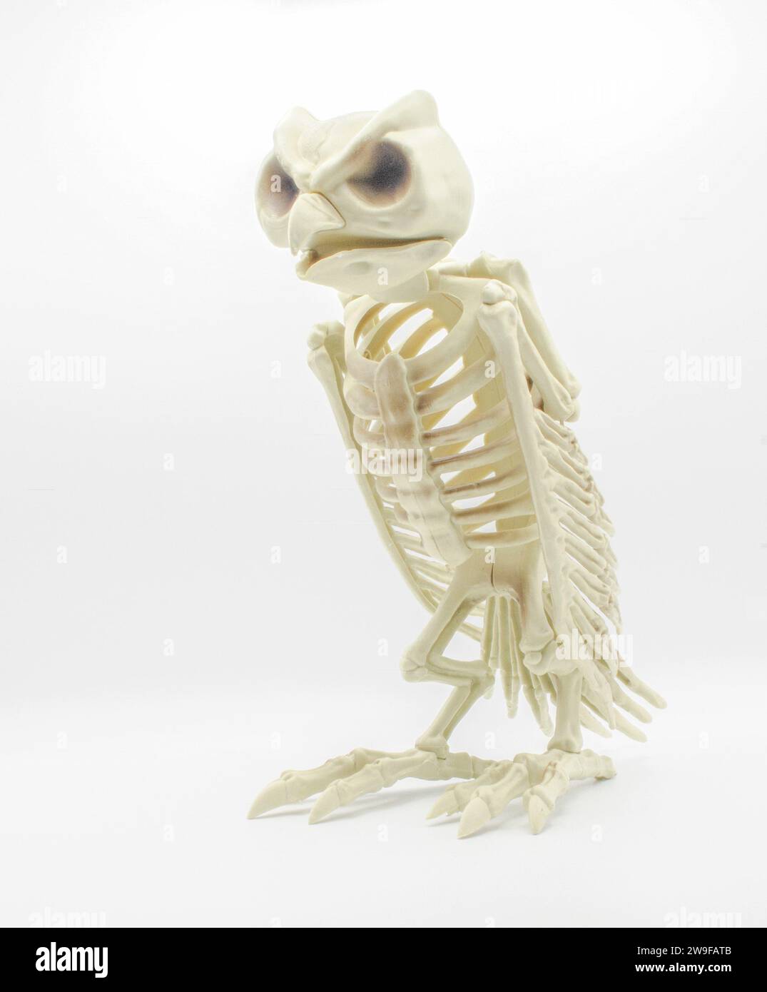 Gufo scheletrico seduto o arroccato isolato su sfondo bianco arredamento spaventoso di Halloween Foto Stock