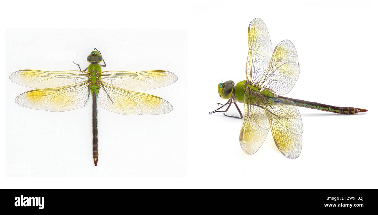 Il darner verde comune femminile - Anax junius - è una specie di libellula della famiglia Eshnidae. Una delle specie più comuni in tutto il Nord America Foto Stock