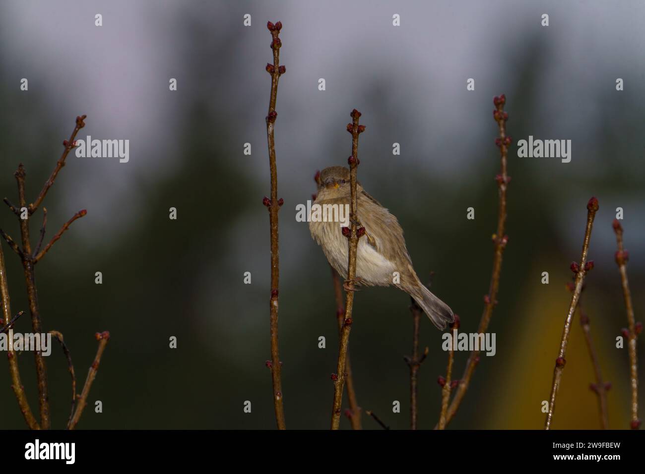 Passer domesticus famiglia Passeridae genere Passer Casa passero Fotografia di uccelli selvatici, foto, carta da parati Foto Stock