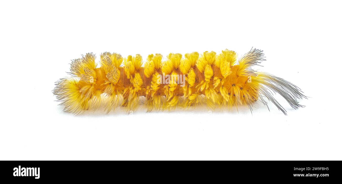 Inaspettato Cycnia tigre Moth caterpillar - Cycnia inopinatus - Stati Uniti. Ciuffi di capelli di colore giallo arancio con lunghi filamenti neri scuri vicino alla testa Foto Stock