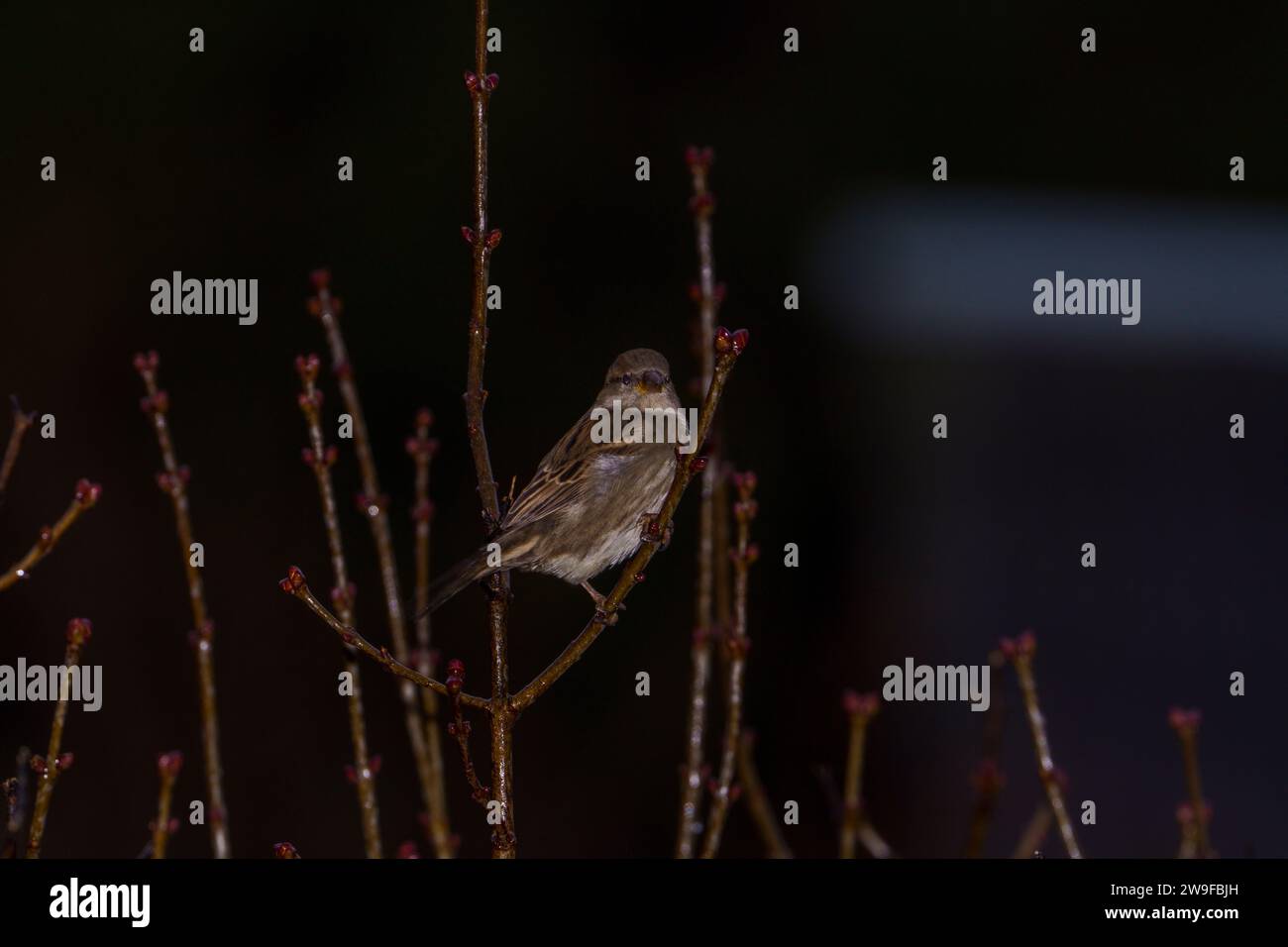 Passer domesticus famiglia Passeridae genere Passer Casa passero Fotografia di uccelli selvatici, foto, carta da parati Foto Stock