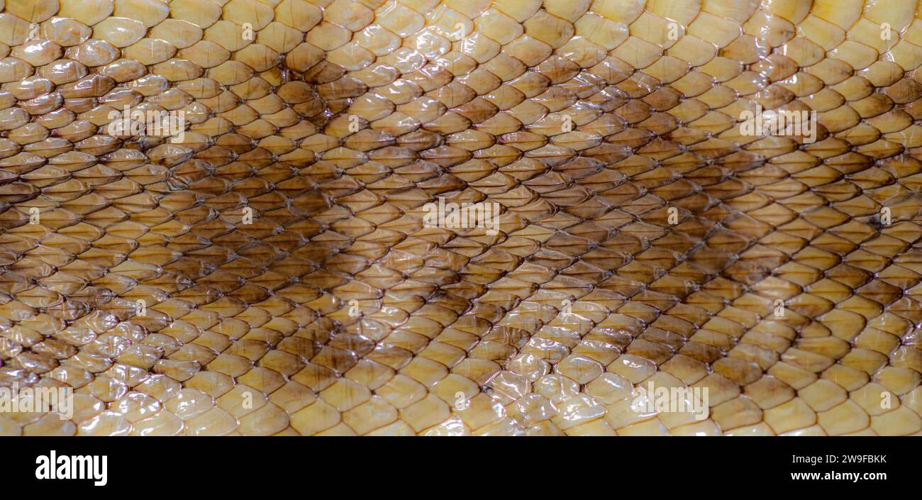 Florida Pine Snake - Pituophis melanoleucus mugitus - carta da parati DOR Dead on Road in pelle di serpente che mostra una texture ruvida a chiglia e un motivo macchiato Foto Stock