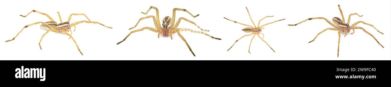 Rabidosa Rabida si trova principalmente nelle parti orientali e meridionali degli Stati Uniti, dal Maine alla Florida e ad ovest al Texas i. Foto Stock