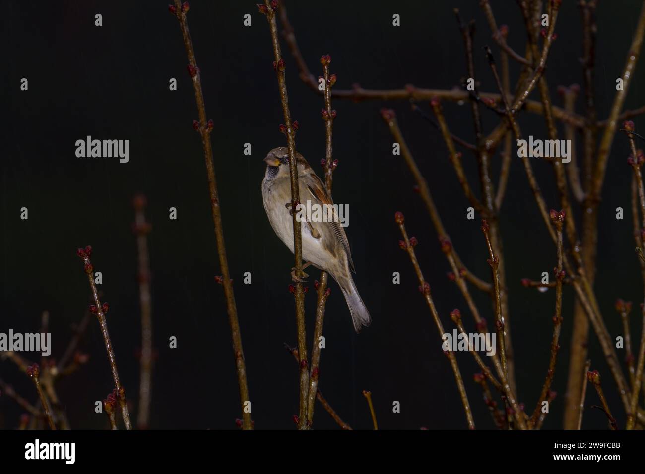 Passer domesticus famiglia Passeridae genere Passer Casa passero Fotografia di uccelli selvatici, foto, carta da parati Foto Stock