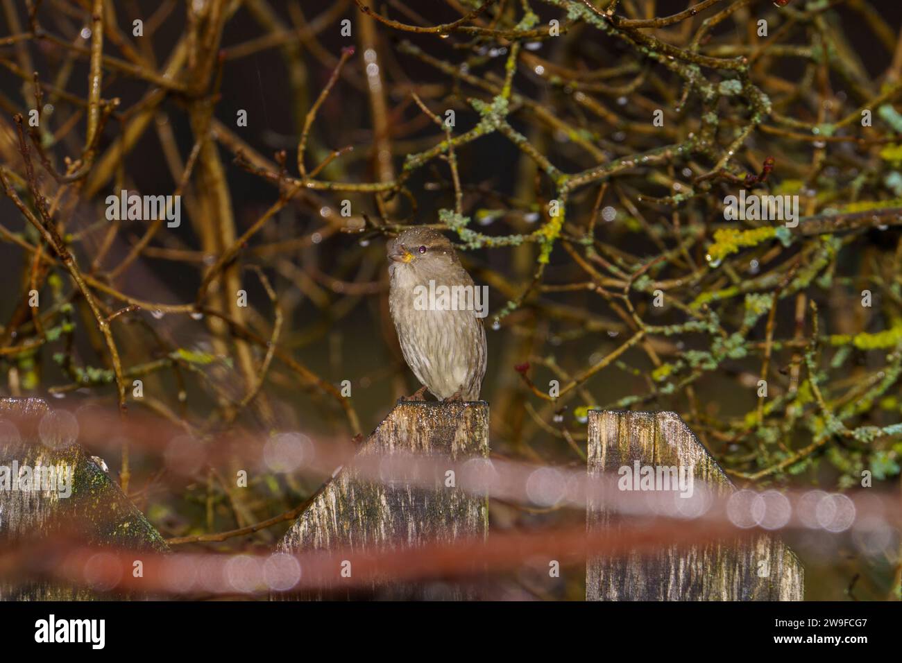 Passer domesticus famiglia Passeridae genere Passer Casa passero Fotografia di uccelli selvatici, foto, carta da parati Foto Stock