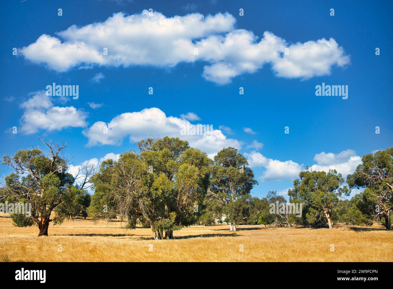 Alti alberi di eucalipto in un campo nella cintura di grano dell'Australia Occidentale. Scudo di Chittering. Foto Stock