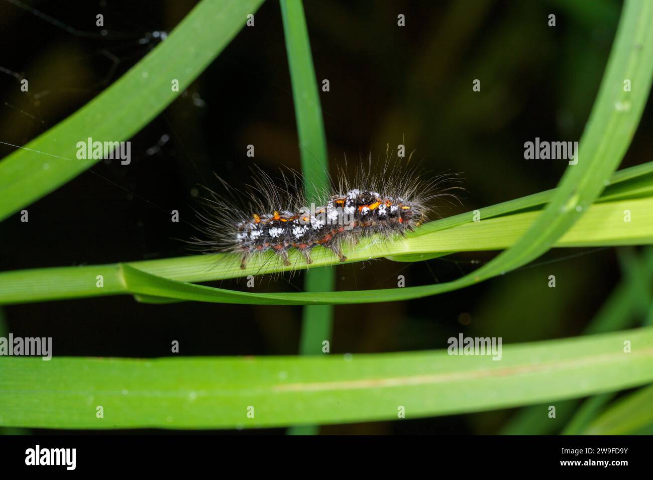 Sphrageidus similis famiglia Erebidae genere Euproctis coda gialla coda dorata falena cigno bruco natura selvaggia insetto carta da parati, foto, fotografia Foto Stock