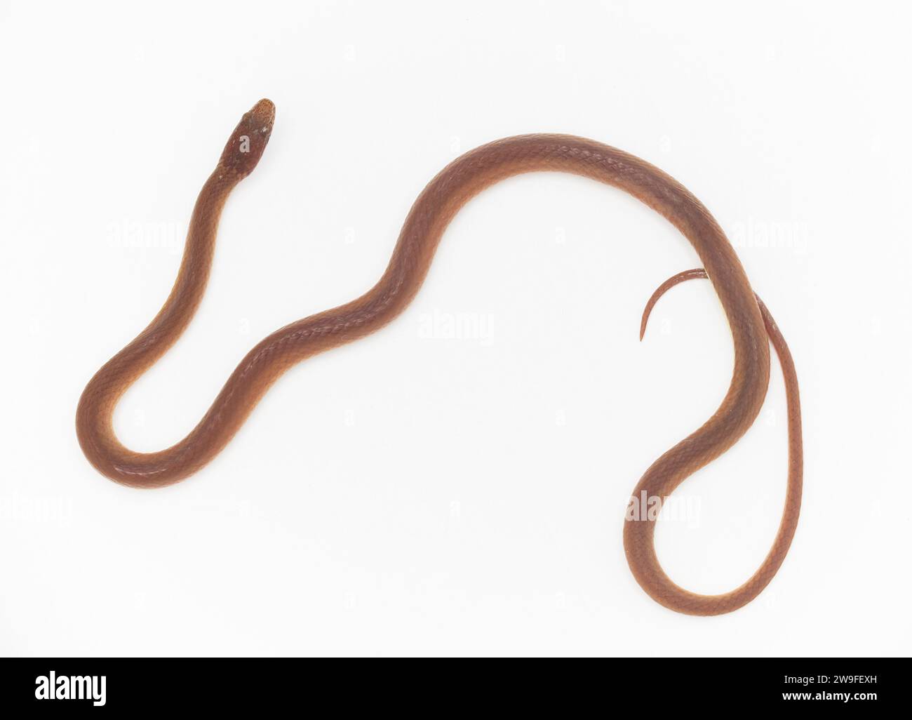 Serpente per lettiere in legno di pino - Rhadinaea flavilata - noto anche come serpente con labbra gialle o testa marrone isolato su sfondo bianco marrone arancione rosso con giallo Foto Stock
