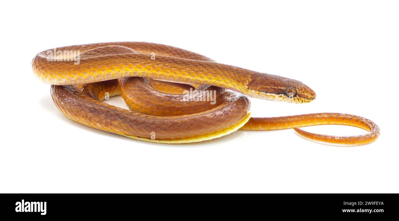 Serpente per lettiere in legno di pino - Rhadinaea flavilata - noto anche come serpente con labbra gialle o testa marrone isolato su sfondo bianco marrone arancione rosso con giallo Foto Stock