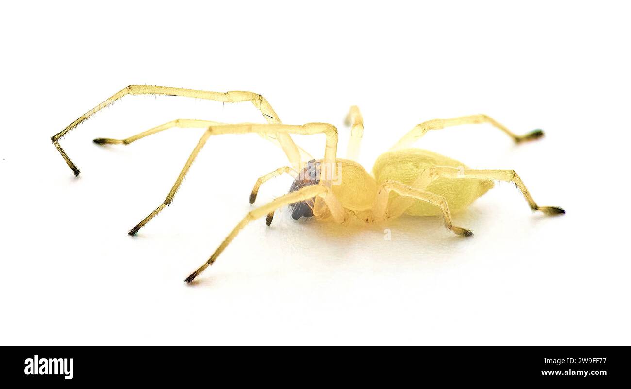 Black Footed o il ragno americano giallo del sacco agrario - Cheiracanthium inclusum - una casa aggressiva ma innocua o aracnide domestico isolato su di esso Foto Stock
