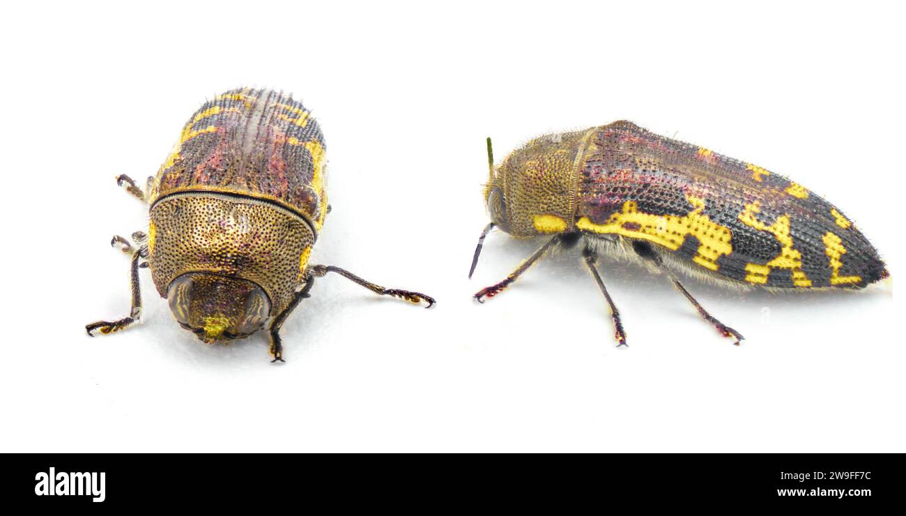 Scarabeo in legno di cipresso calvo con testa piatta - Acmaeodera pulchella - piccolo insetto metallico giallo e nero con qualità mimiche di colore e pa Foto Stock