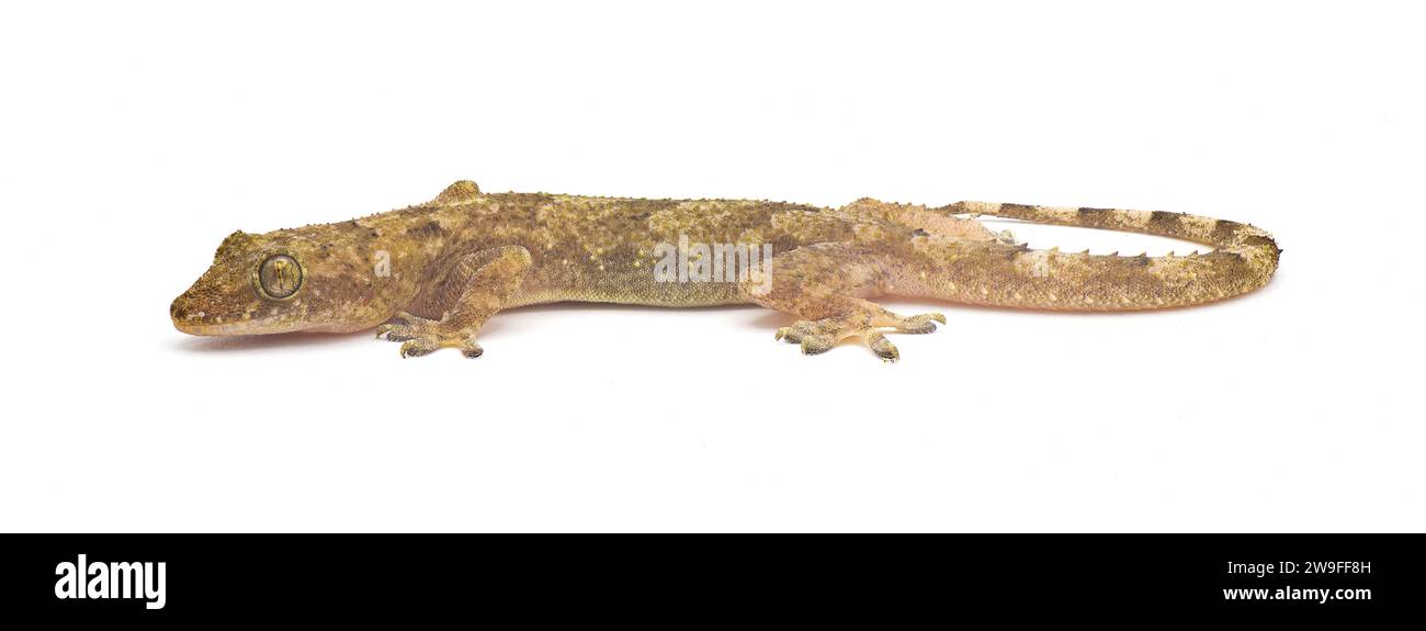 Geco tropicale, afro americano o cosmopolita - Hemidactylus mabouia - una lucertola partenogena comune che si è diffusa in tutto il mondo. ISOL Foto Stock