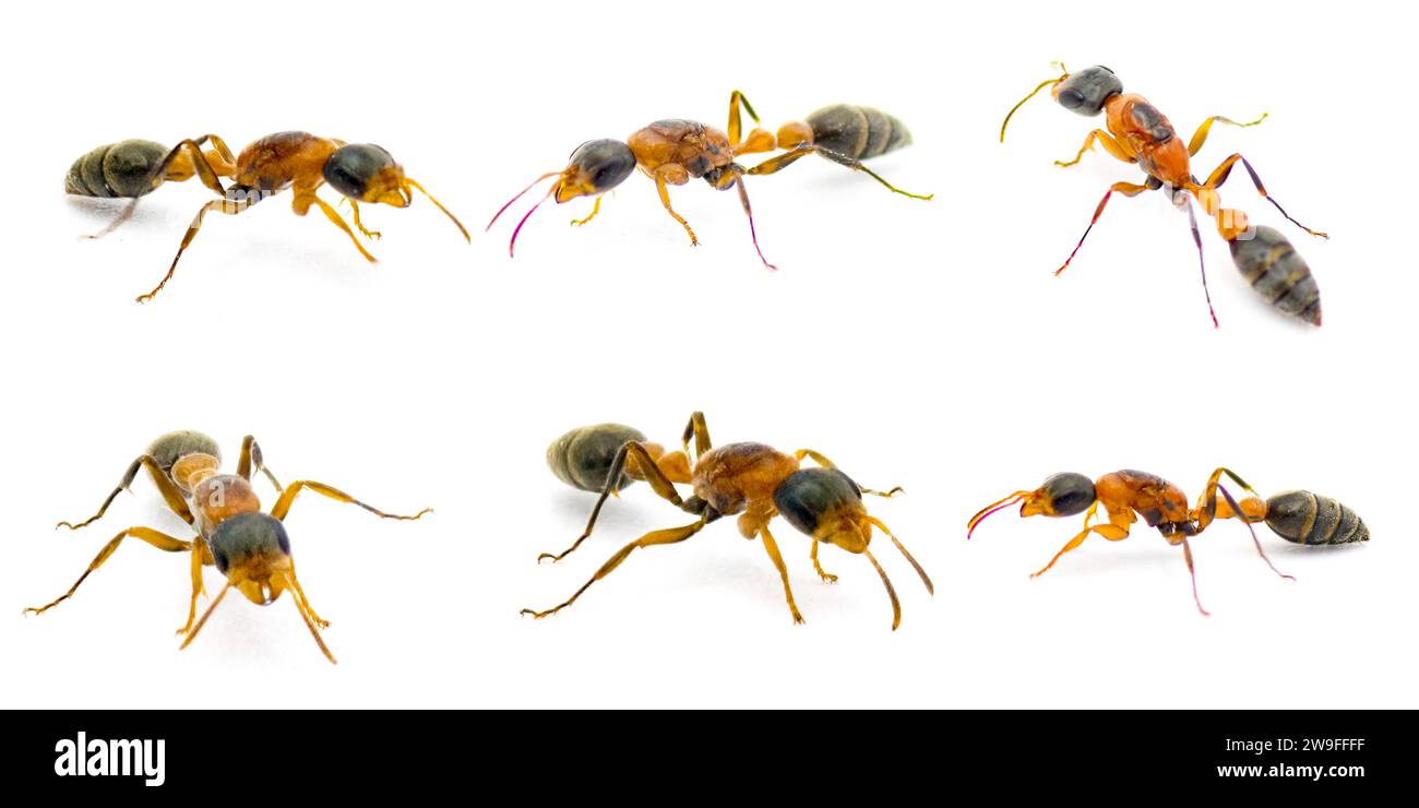 Grazioso, messicano, sottile o allungato formica ramoscello - Pseudomyrmex gracilis - è una grande specie originaria del Messico e di parti aride degli Stati Uniti Foto Stock