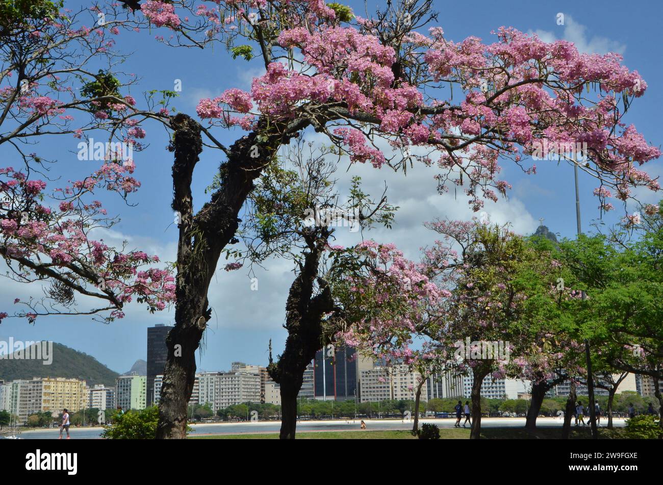 Ceiba speciosa, l'albero di seta del filo interdentale (precedentemente Chorisia speciosa), una specie di albero deciduo che è originario delle foreste tropicali e subtropicali del Sud America, conosciuto in Brasile come paineira, al Flamengo Park, noto anche come Aterro do Flamengo, il più grande parco pubblico e area ricreativa della città di Rio de Janeiro e il più grande parco urbano sul mare del mondo. Gli edifici sul lungomare della spiaggia di Botafogo e del Cristo Redentore possono essere visti sullo sfondo. Foto Stock