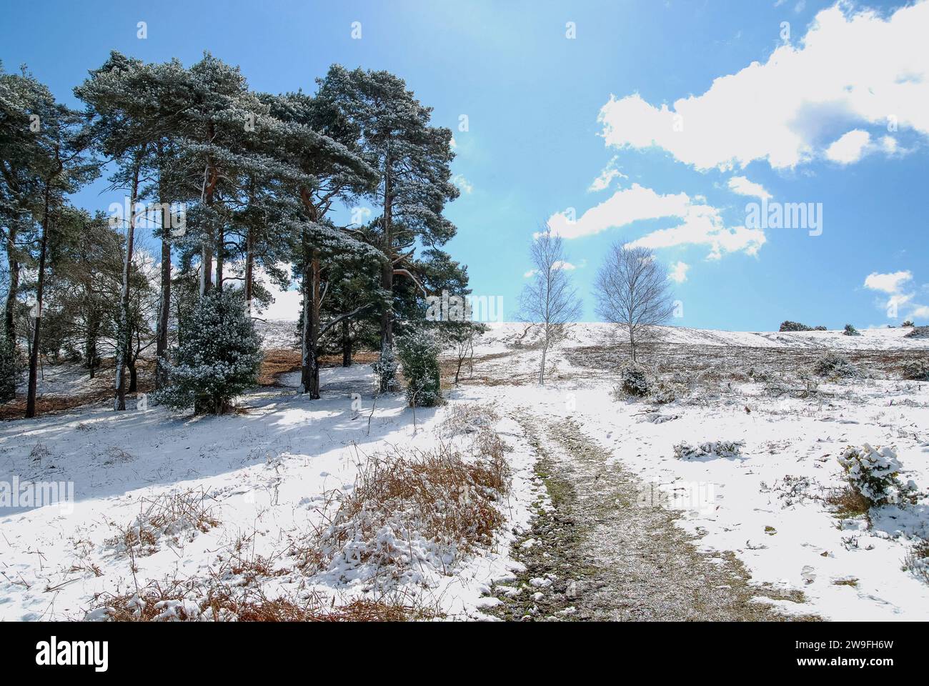 April Snow, New Forest, Hampshire Foto Stock