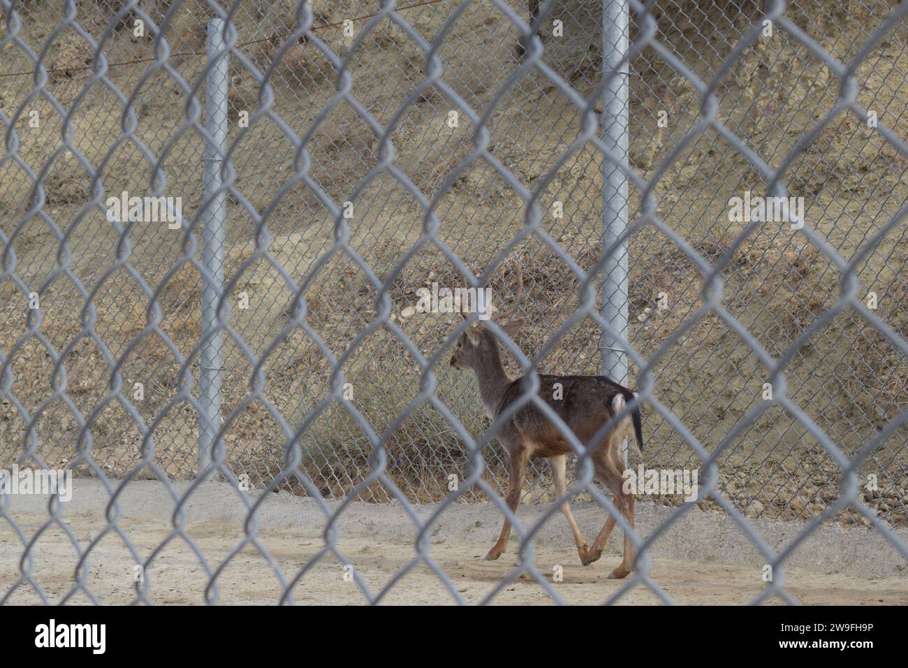 Cervo dietro la recinzione Foto Stock