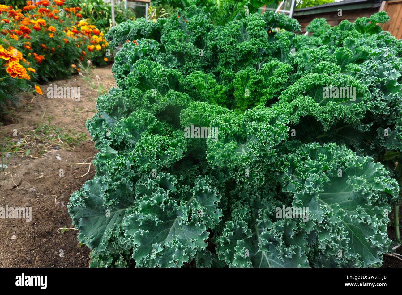 Vates Blue Scotch Kale (Brassica oleracea var. Sebellica) - cresce in un giardino domestico con calendule B. C., Canada. Foto Stock