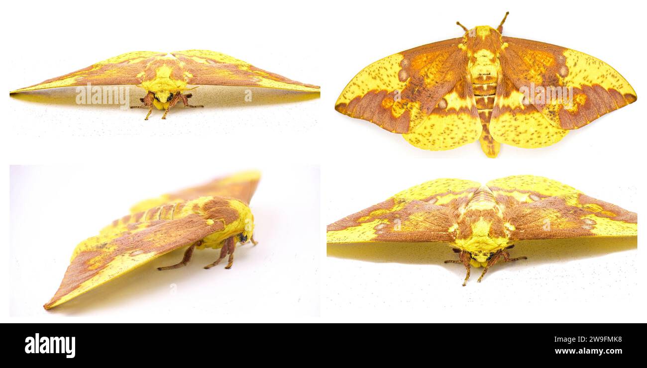 Falena imperiale - Eacles imperialis - una gigantesca falena di seta gigante di colore giallo rosso arancio marrone viola con un'elevata variazione di colori. Isolato su wh Foto Stock