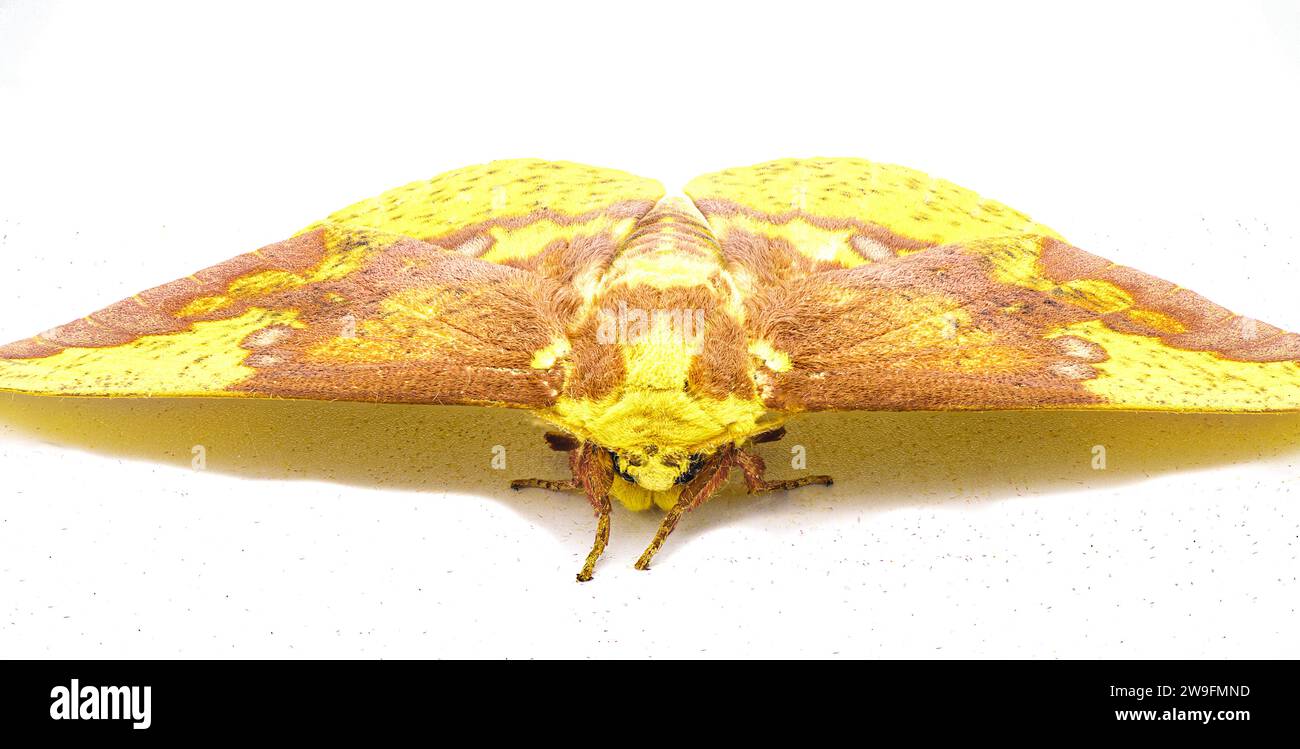 Falena imperiale - Eacles imperialis - una gigantesca falena di seta gigante di colore giallo rosso arancio marrone viola con un'elevata variazione di colori. Isolato su wh Foto Stock