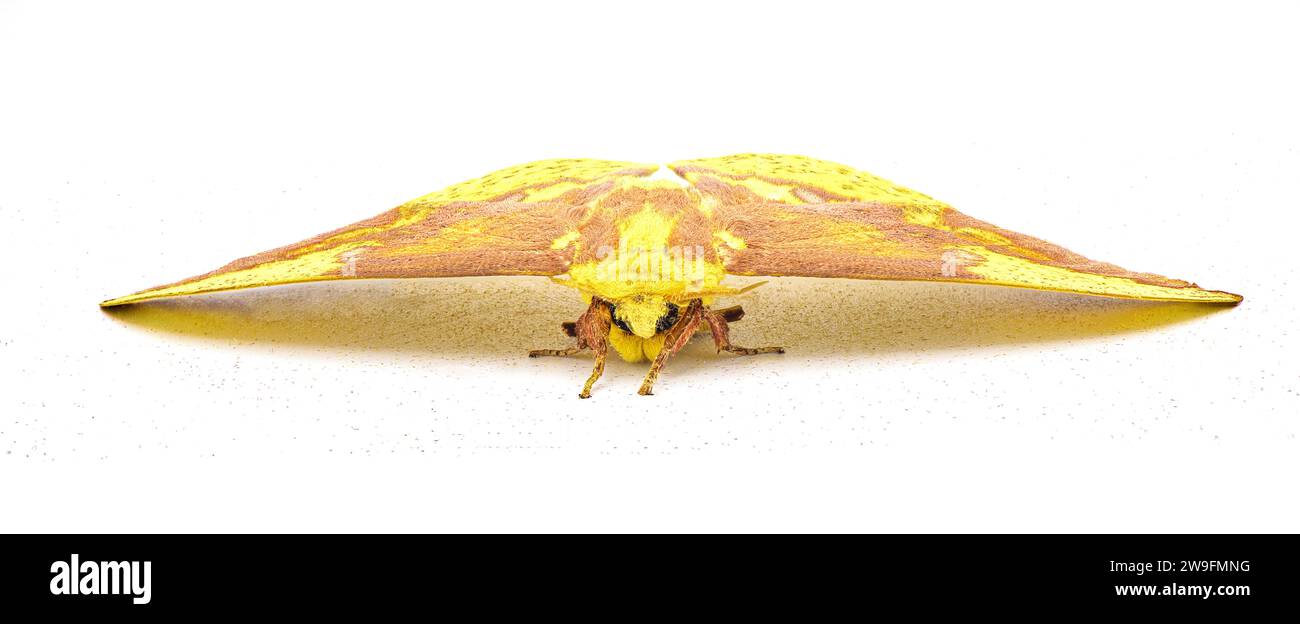 Falena imperiale - Eacles imperialis - una gigantesca falena di seta gigante di colore giallo rosso arancio marrone viola con un'elevata variazione di colori. Isolato su wh Foto Stock