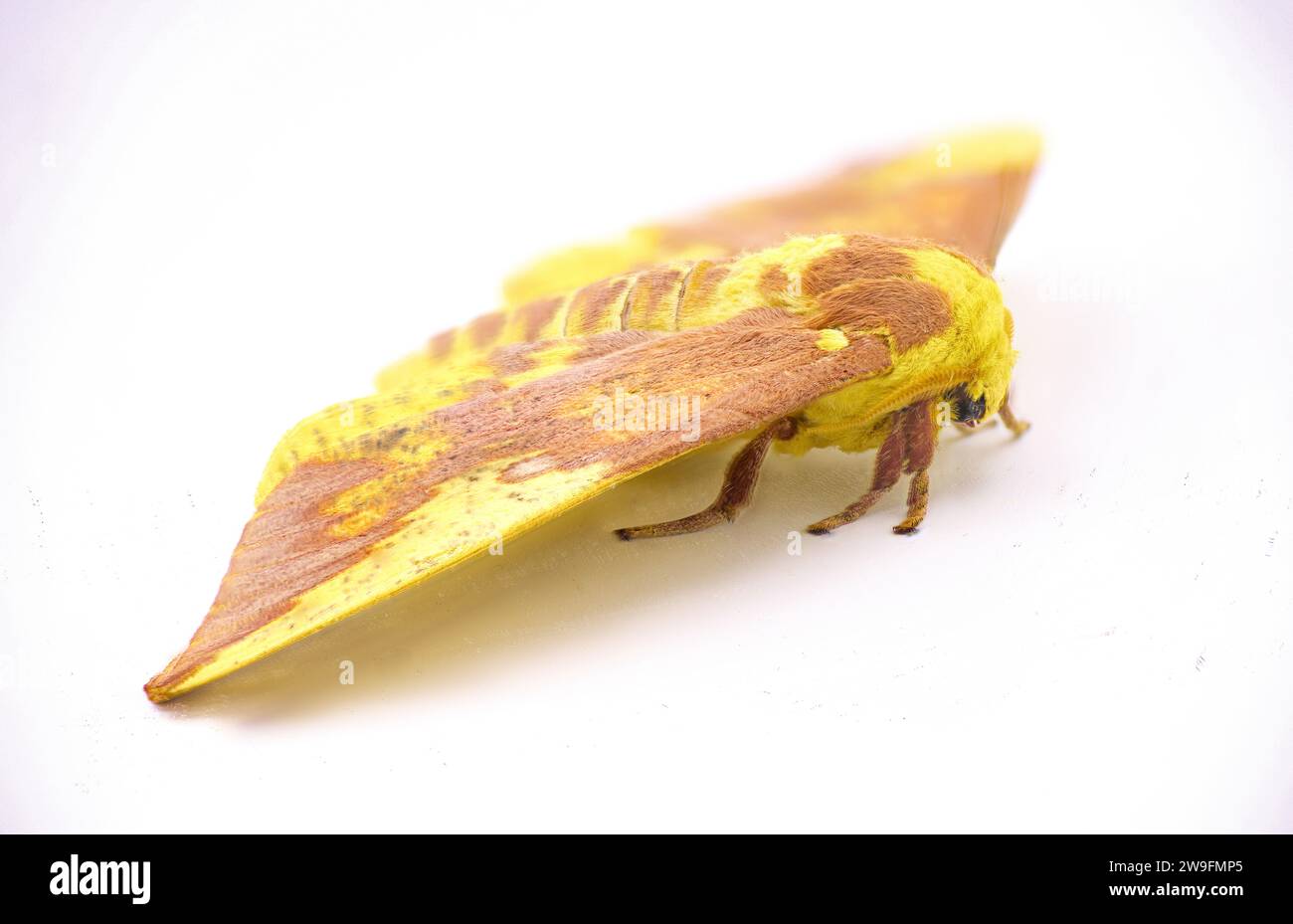 Falena imperiale - Eacles imperialis - una gigantesca falena di seta gigante di colore giallo rosso arancio marrone viola con un'elevata variazione di colori. Isolato su wh Foto Stock