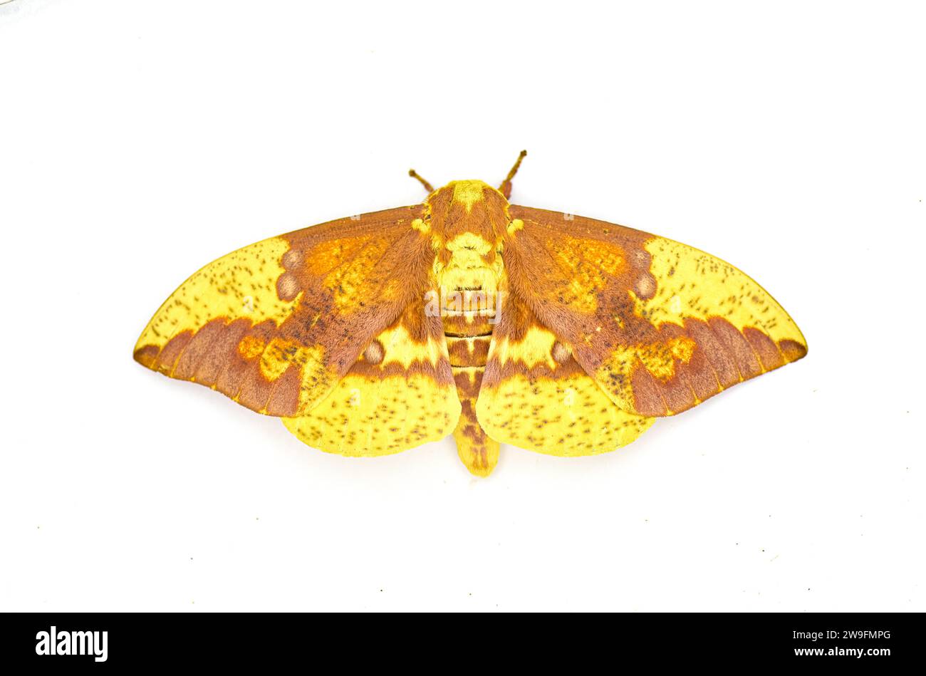 Falena imperiale - Eacles imperialis - una gigantesca falena di seta gigante di colore giallo rosso arancio marrone viola con un'elevata variazione di colori. Isolato su wh Foto Stock