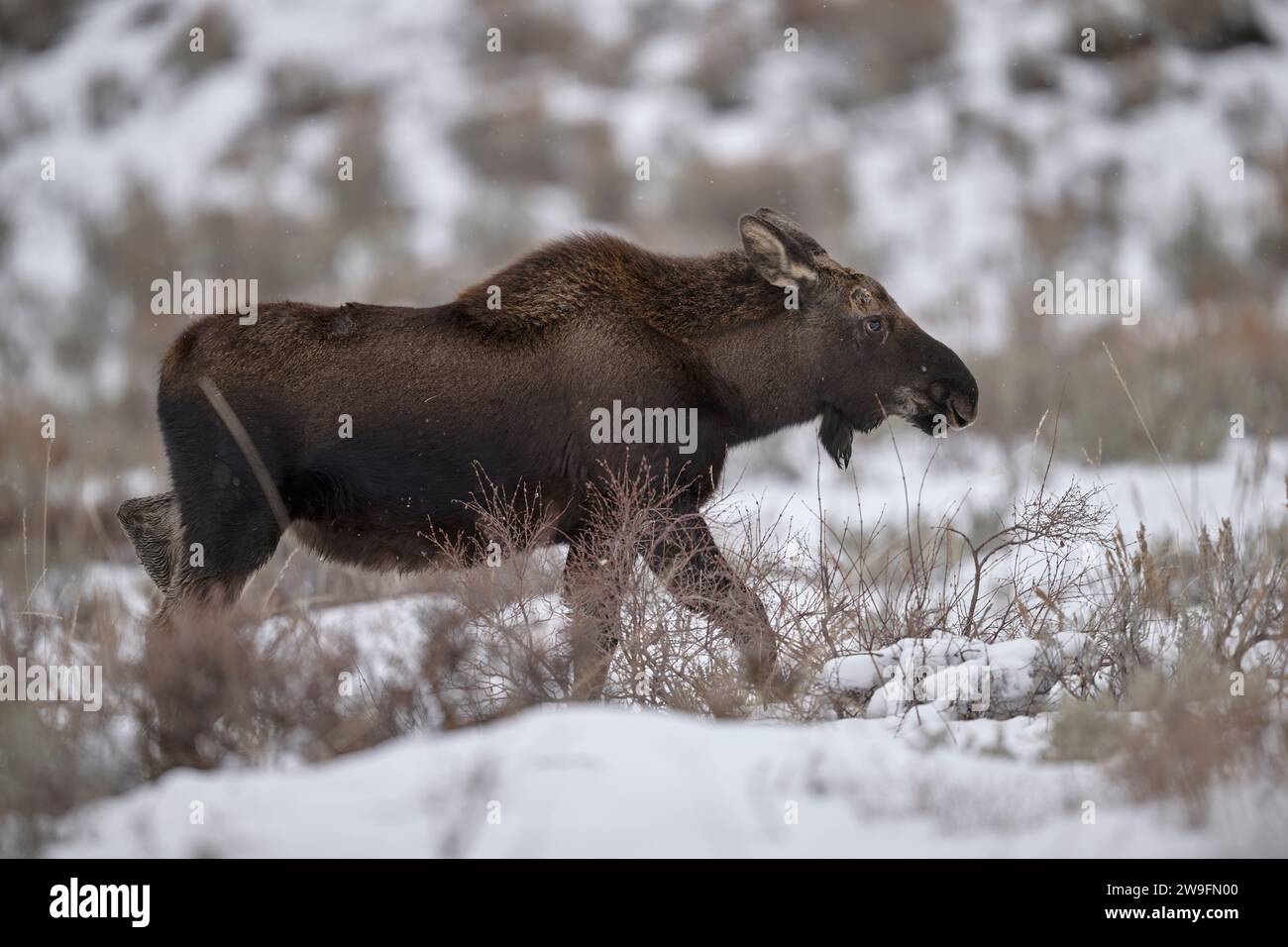Inverno Moose Foto Stock