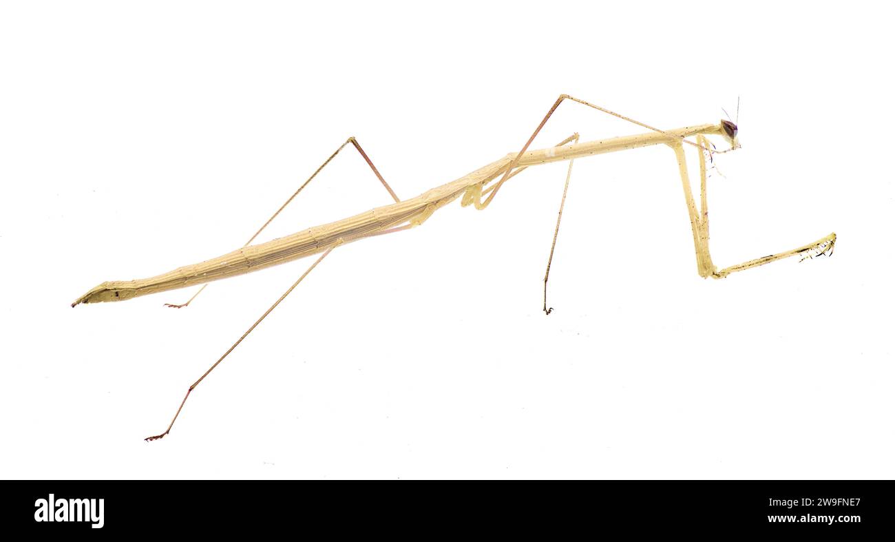 Thesprotia graminis, l'erba americana come mantis, è una specie originaria degli Stati Uniti meridionali. Si trova in Florida e Georgia. Isolare Foto Stock
