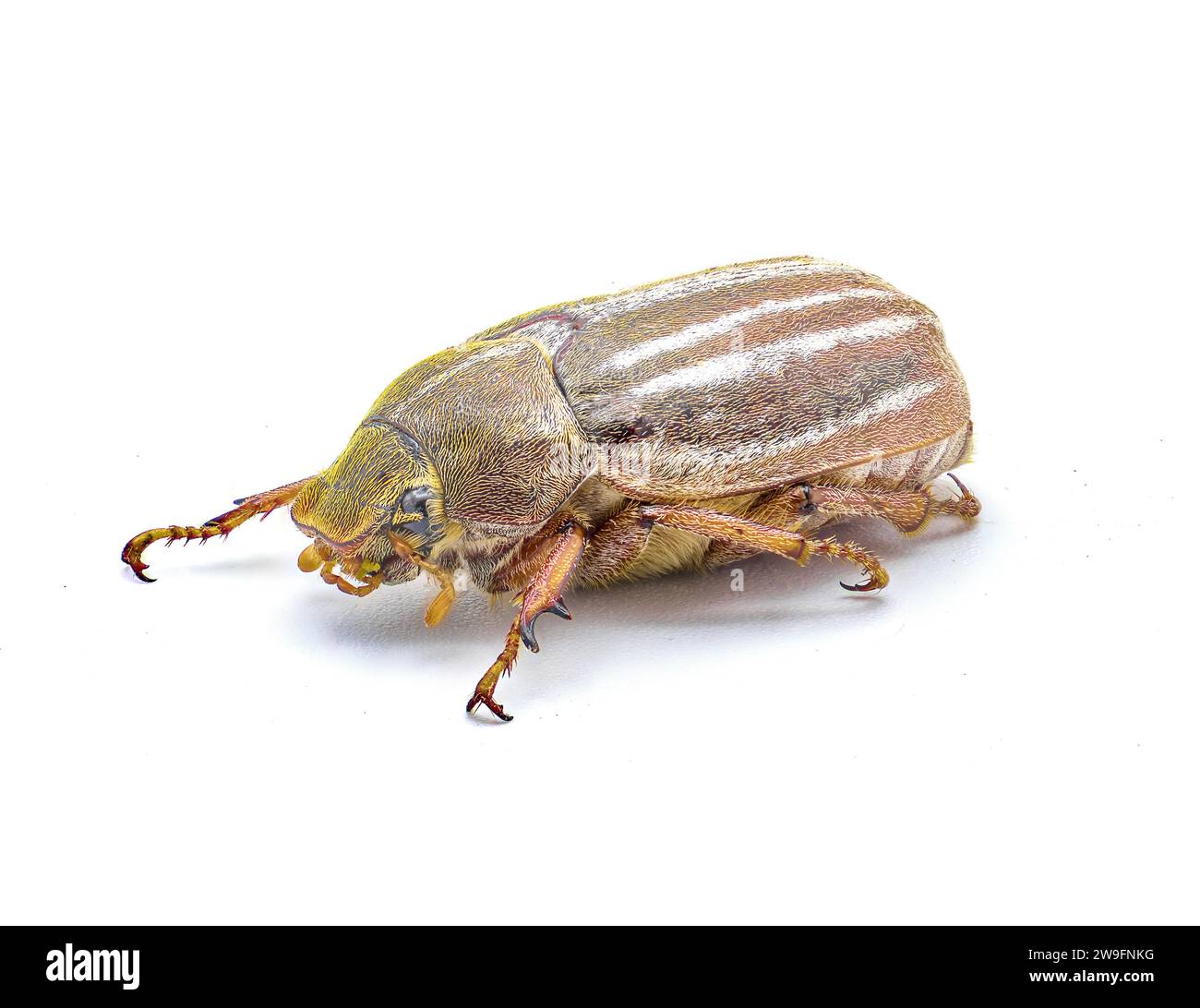 Scarabeo di giugno foderato o a righe - Polyphylla occidentalis - isolato su sfondo bianco, dettagli perfetti ovunque. Stati Uniti sud-orientali. lato anteriore Foto Stock