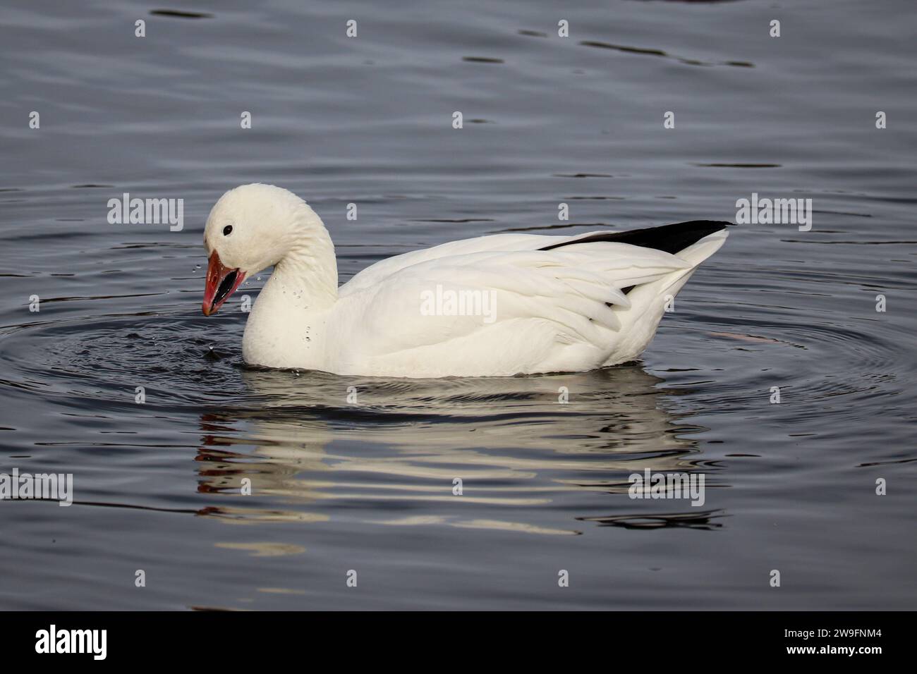 Snow Goose o Chen caerulescens che nuotano nel lago Green Valley a Payson, Arizona. Foto Stock