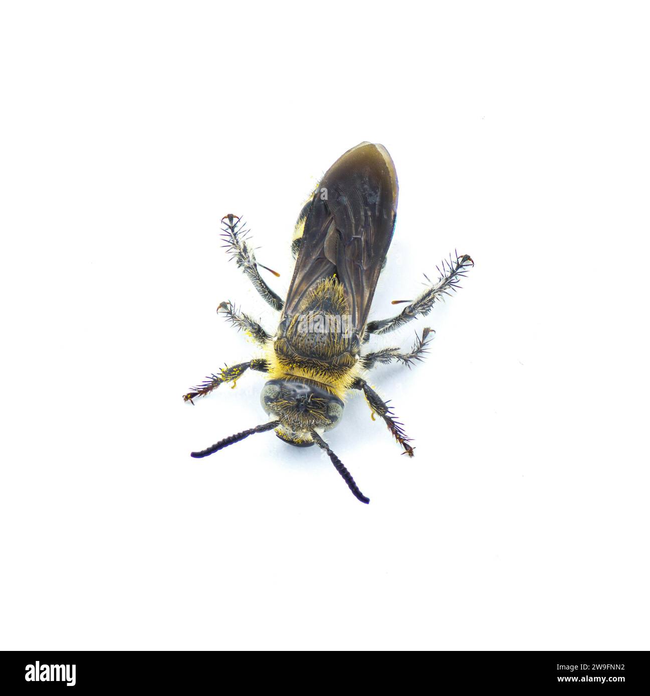 Vespa scolide con zampe di piume - Dielis plumipes fossulana - vista dorsale superiore isolata su sfondo bianco Foto Stock