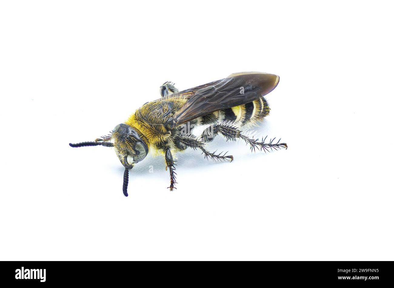 Vespa scolide con zampe di piume - Dielis plumipes fossulana - vista frontale laterale isolata su sfondo bianco Foto Stock