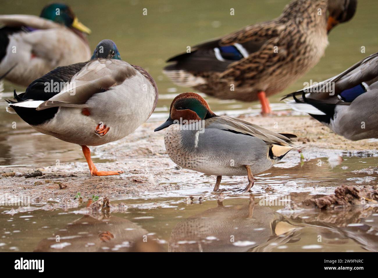 Maschio con ali verdi di tè o Anas crecca camminando attraverso uno stagno poco profondo e alcuni mallard presso il ranch Riparian Water in Arizona. Foto Stock