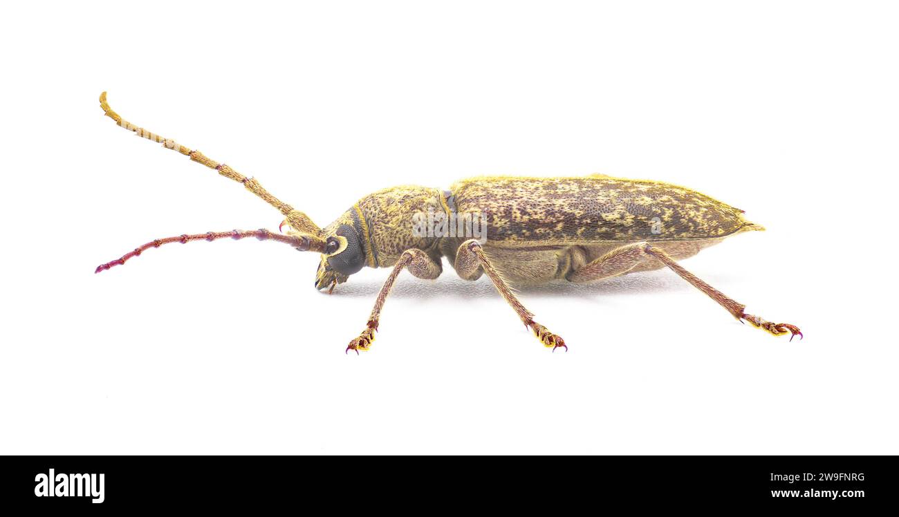 Robusto scarabeo Oak Borer - Enaphalodes atomarius - un grande parassita distruttivo di scarabeo Longhorned che distrugge il legno durante la fase larvale. Isolato Foto Stock